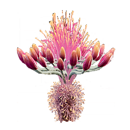 MMOJUGG Dune Awakening Agave Seeds * 20 Details View of Item Function and Use